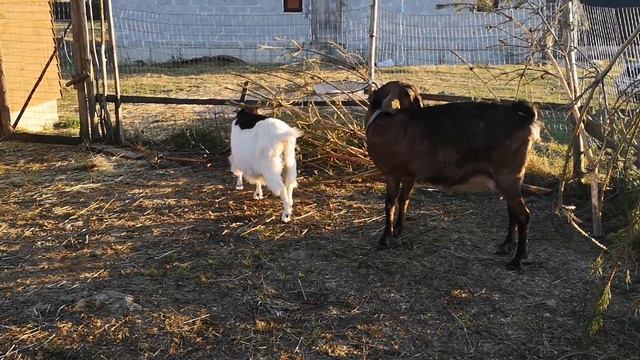 Хочу всего и много. Козы. Куры. смотреть онлайн