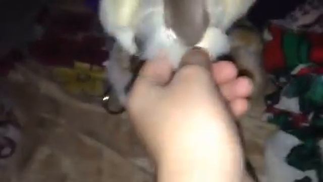 Обзор на семью зайцев смотреть онлайн