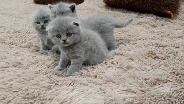 Котята Шотландские, вислоухие котята.
