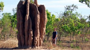 НЕВЕРОЯТНЫЕ ПОСТРОЙКИ ЖИВОТНЫХ