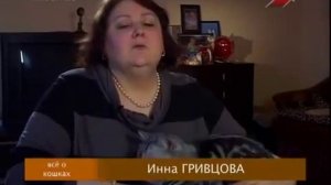 всё о кошках британская кошка 2012