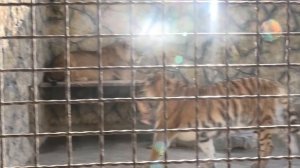 Как же выросли девочки - Сима и Моника! How the girls Sima and Monica have grown up!