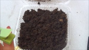 Выращивание ГЛОКСИНИИ из семян. Весь процесс от посева до всходов