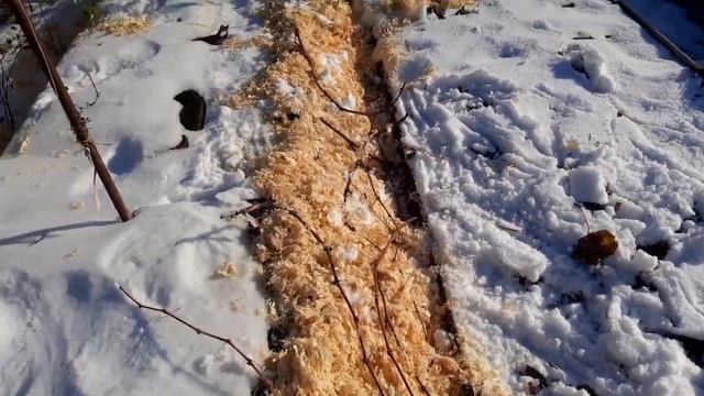 Виноград Как и когда укрывать Просто Отлично зимует, высокие урожаи! hiding Grapes for the Winter