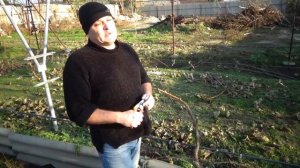 Способ подготовки виноградного куста к полной перепрививки