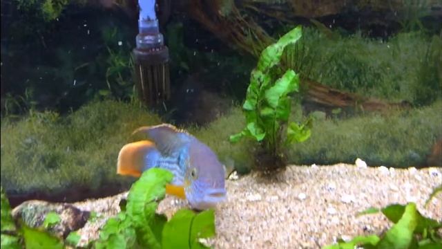 Green Terror playing with java fern смотреть онлайн