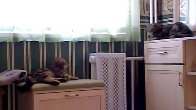 КАК КОШКИ РАЗГОВАРИВАЮТ/БРИТАНСКИЕ