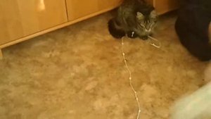 Киски играют и друг друга догоняют