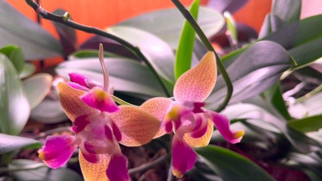 ЦВЕТУЩИЕ ОРХИДЕИ - ЯРКИЙ ВКУС УХОДЯЩЕГО ЛЕТА! смотреть онлайн