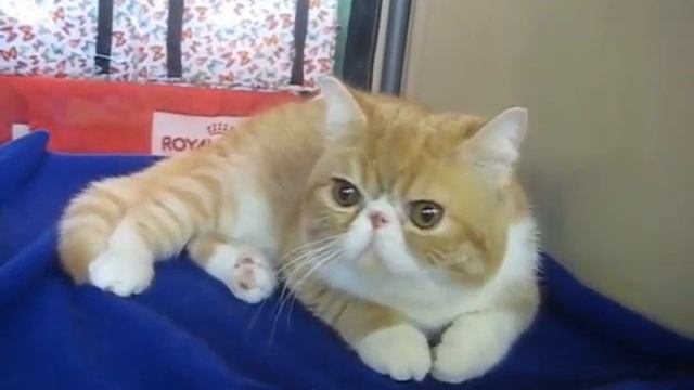 Экзотический котенок (Exotic) смотреть онлайн