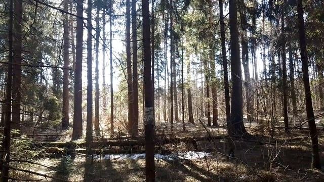 В весеннем лесу. ч.3. Апрель 2023