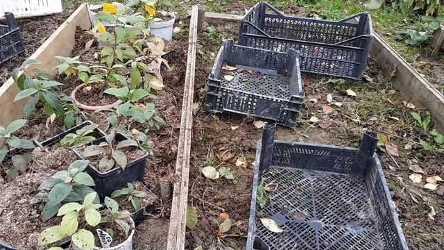 Так будут зимовать укоренившиеся черенки метельчатой гортензии. смотреть онлайн