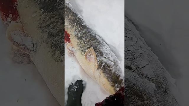 Зимняя рыбалка. Дальний Восток. Поймали большого сома на ищейку. смотреть онлайн