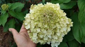 Метельчатые гортензии Геркулес, Сандей Фрайз, Граффити, Пастель Грин, Самарская Лидия и др. (24.09)