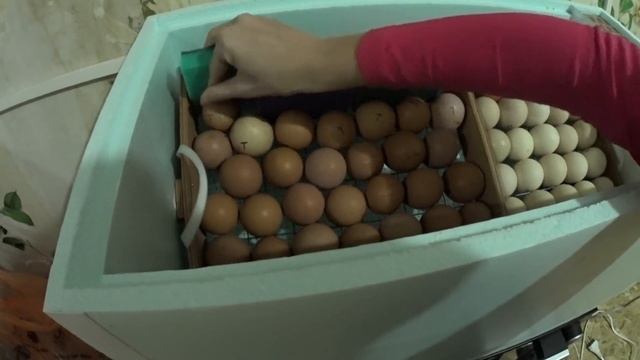 ЖИЗНЬ В ДЕРЕВНЕ:Заложила яйцо в инкубатор/Проращиваю пшеницу для кур/Уборка во дворе