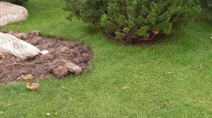 Гордая самка павлина со своими детками /Proud female peacock with her kids