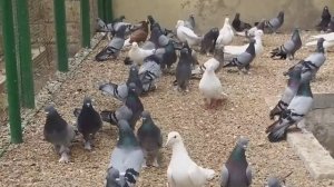 #BAKU #PIGEON   Бакинские сизые голуби Рзаева Самира в Баку.