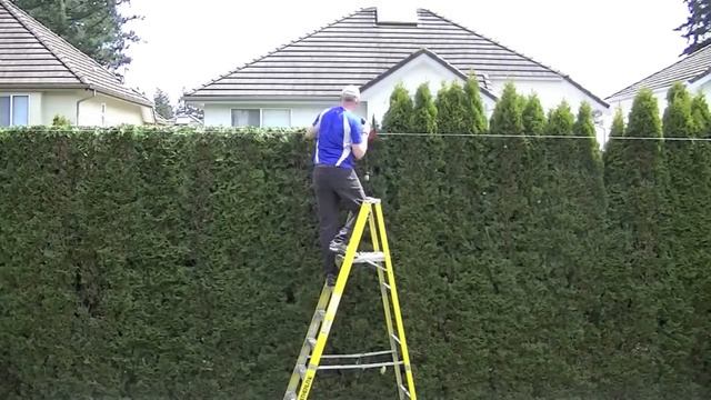 trimming cedar hedge,time lapse смотреть онлайн