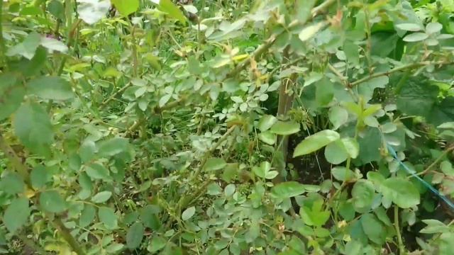 Что за пятнистость "косит" розы Кордеса? Фламментанц смотреть онлайн