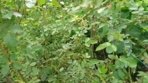 Что за пятнистость "косит" розы Кордеса? Фламментанц