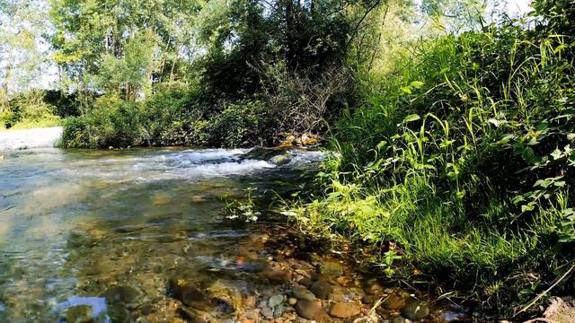 Красивая музыка для сна со звуками лесного ручья смотреть онлайн