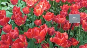 Все тюльпаны Кёкенхофа-2023. Часть первая: 52 сорта