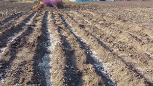 Сажаем чеснок. Клубника в теплице и в открытом грунте - есть разница.