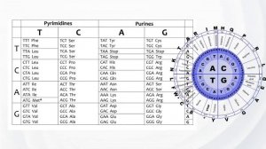 Science Series - Mathematics of DNA - Ulrike Granögger