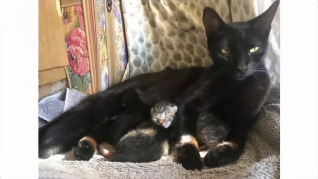 Бездомная кошка пришла в гости к коту – и родила смотреть онлайн