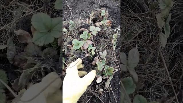 Посадка клубники весной! смотреть онлайн