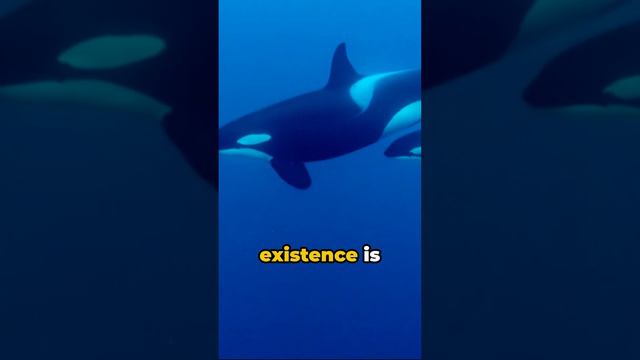 UV"Orcas: Masters of the Ocean #orcs #love #fish #english #sea #love #Orcas #intelligence#2024short