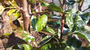 Колоновидная яблоня. Сорт Яблони Президент. Сажать или не сажать?