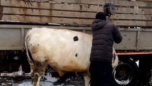 Жизнь в деревне\Орловка/Сдаём быков на Мясокомбинат. Бизон.  Буйвол.