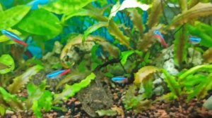 Растения для аквариума с рыбами, поедающими растения/ Plants in a tank with plant-eating fish