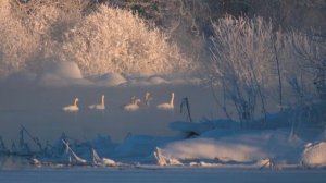 ?Наши дни. Ленобласть, Приозёрский район, река Вуокса, лебеди-кликуны??