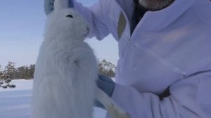 22lr / ОХОТА НА ЗАЙЦА