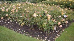 Regent’s Park   Rose Garden - Part 2