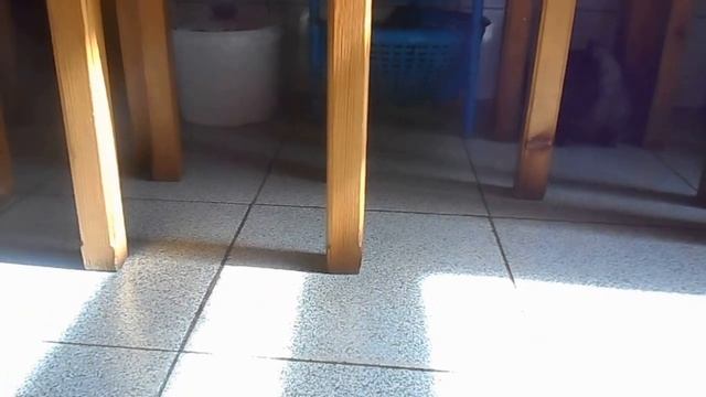 Следствие ведут колобки. Изучаем дом. смотреть онлайн