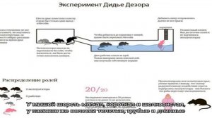 Кто завелся в доме: мышь или крыса?