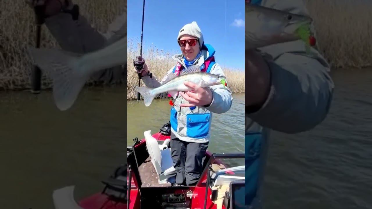 Первый судак в этом сезоне, на резину) #fishing смотреть онлайн