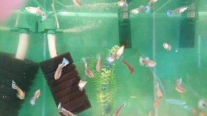 Разводня гуппи. Июнь 2020. Села батарейка)))