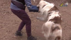 Как разыграть на рукав добрую собаку, дрессировка и воспитание