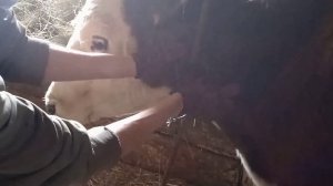 завязываем аркан за рога . калмыцкий узел +недоуздок для безрогих