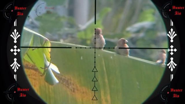 HUNTING PERDANA DENGAN TELESKOP BSA CONTENDER 6-24×40 RGBGE смотреть онлайн