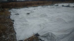 Как укрыть молодую ежевику на зиму в средней полосе