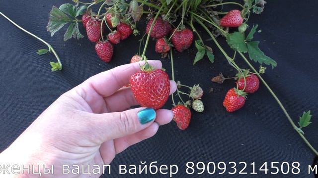 МАРИСОЛЬ (Marisol) клубника ксд средне-раннего срока созревания.