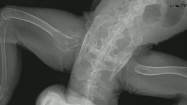 Снимки перелома лапы зелёной игуаны !!! смотреть онлайн