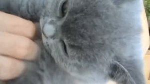 Ласковый и ручной британский котенок. П-к Silvery Snow