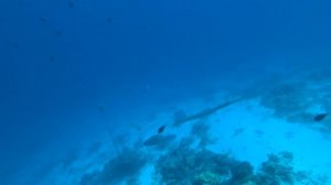 Maldives Kudafushi Resort snorkel reef