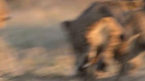 Lion cubs hunt Thomson Gazelle | Masai Mara Kenya
